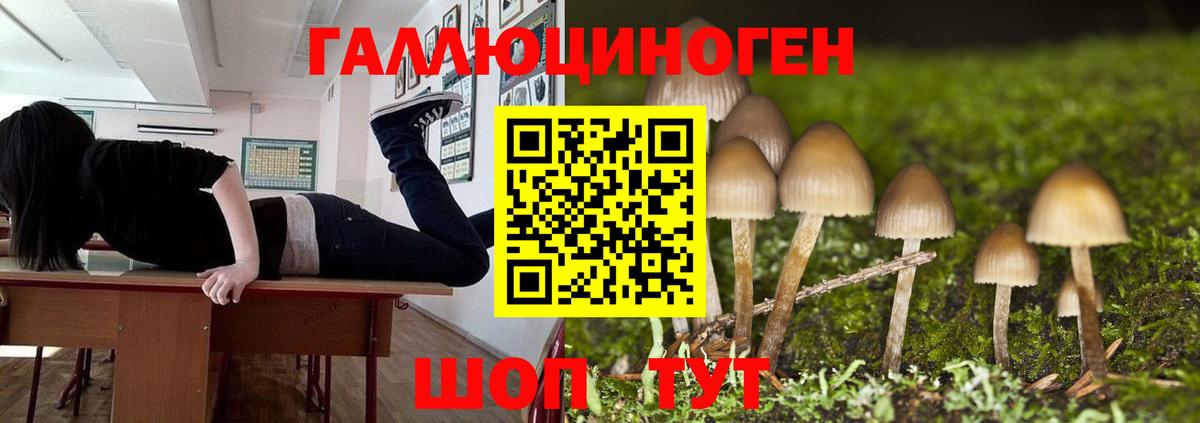Псилоцибиновые грибы Cubensis Нальчик
